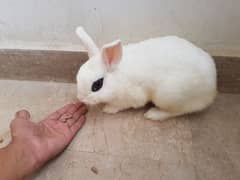 Dwarf Hotot Rabbit