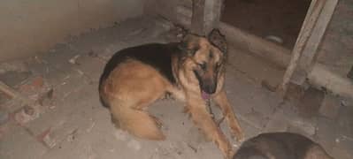 imported blood line german shepherd long cort male