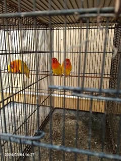 birds and complete setup for sell