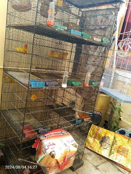 birds and complete setup for sell 3