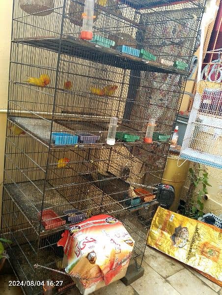 birds and complete setup for sell 4