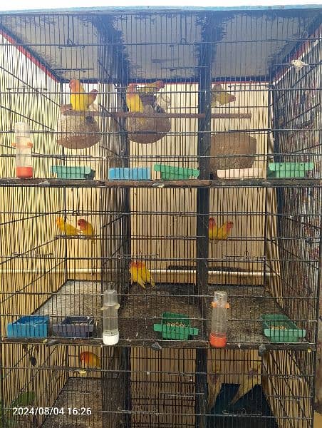 birds and complete setup for sell 6