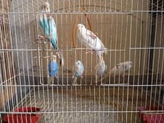 3 pairs of Australian parrots