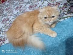 Persian cat . Triple coated. punch face