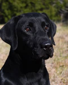 confirm stud Male Labrador for sale 03281409070