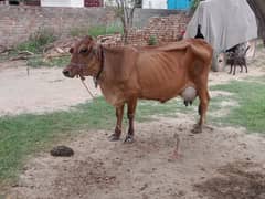 COW WITH VACHI