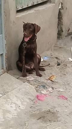 chocolate brown lebra dog