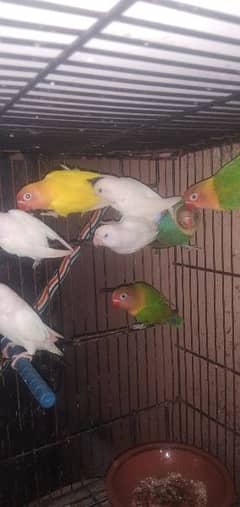 Ready to breed love bird available here. Home Delivery Free. Near yadgar