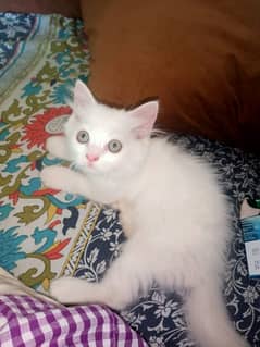 Green Eyes Cute Persian Kitten