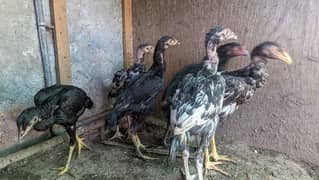 Aseel chicks for sale total 5 chicks