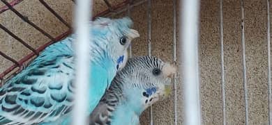 budgies