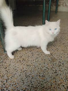 Persian CAT