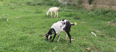 2 mounth ke gaben goats for sale han healdy and active