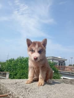 Siberian husky male puppy available for sale