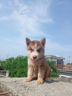 Siberian