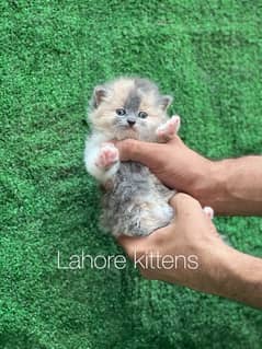 dilute calico female Persian kitten for sale(03244092052)