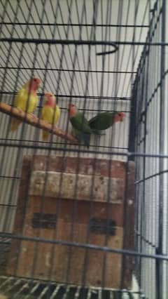 love bird lutino common red eyes and peach face