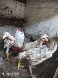 Aseel chicks and hen for sale