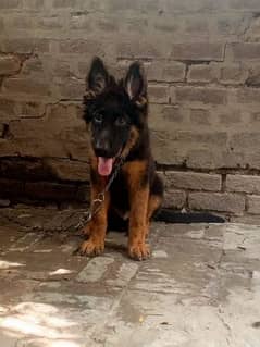 Black mask shepherd proper long Cort male puppy available