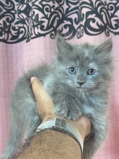 kittens for sale male and female