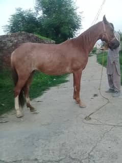 58 inch Hight healthy an active ghori
