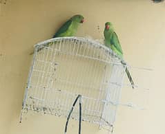 raw parrot pair