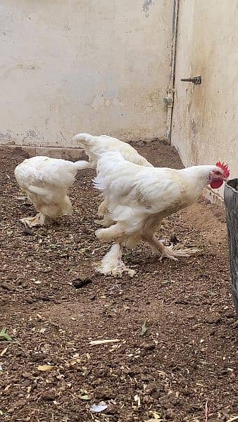 white buff hens 2