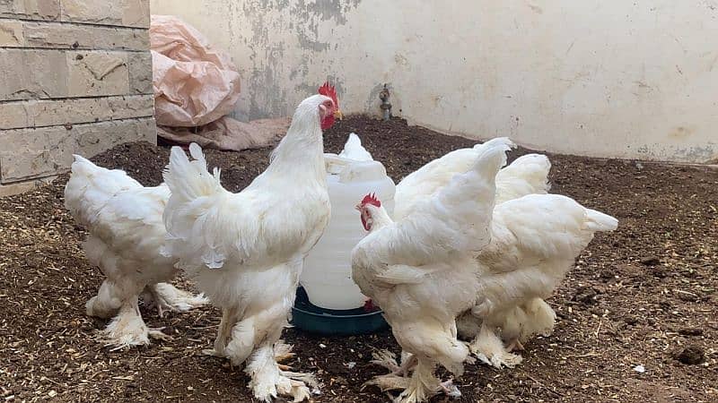 white buff hens 4