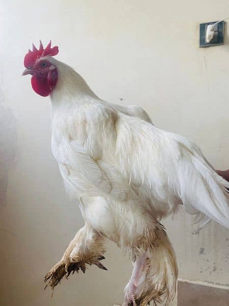 white buff hens 5