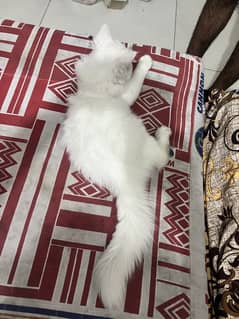 Persian cat for sale