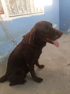 chocolate Labrador female