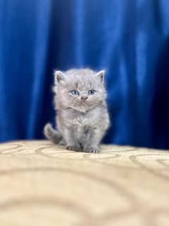 Persian kittens and cats available Whatsapp Number 03257190302