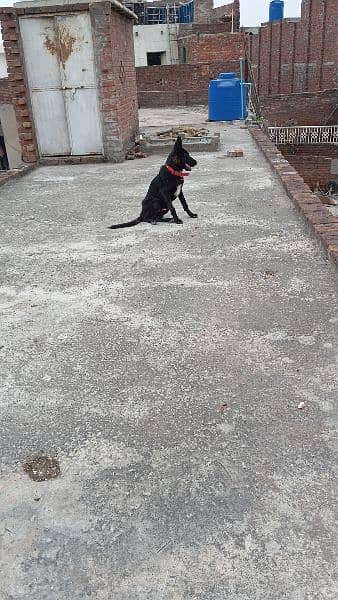 Belgium shepherd puppy 5 month age 1