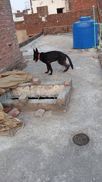 Belgium shepherd puppy 5 month age 2