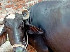 buffalo for sale dhod 8 kg 17 ogast ko 2 Maha  ki kraas 03078759155
