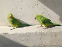 Parrot's