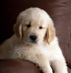 golden retriever puppy for sale