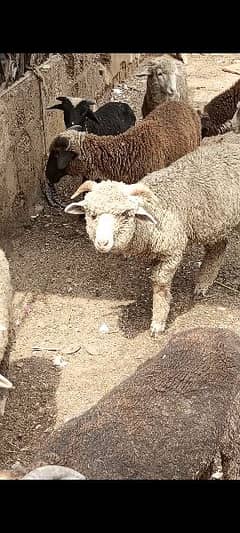 Australian Long Tail Sheep / Long Tail Dumba / Marino Long Tail Sheep