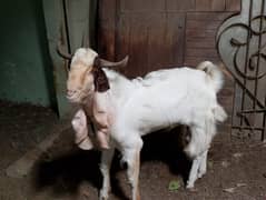 gulabi breader and kamori goat.