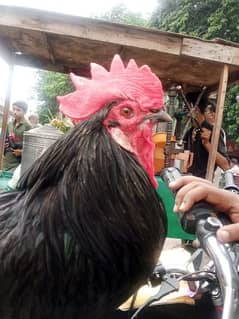 Australorp