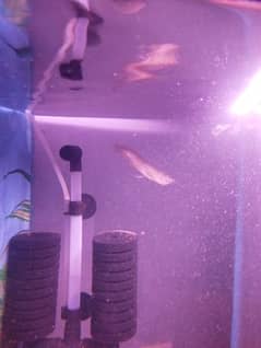 silver Arowana fish