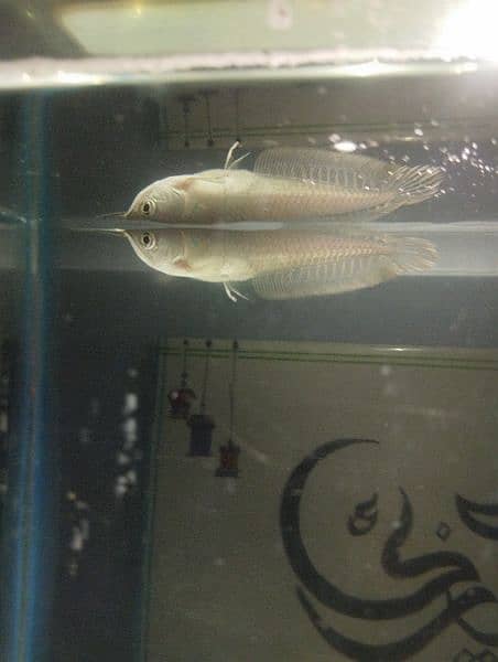 silver Arowana fish 4