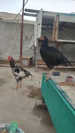 aseel murgha murgi+brahma rooster