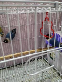 blue masked parrot pair 8 month