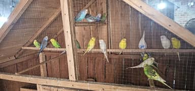 australion parrot,    10 pair han or ek singal han with parrot house