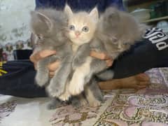 kittens for sale