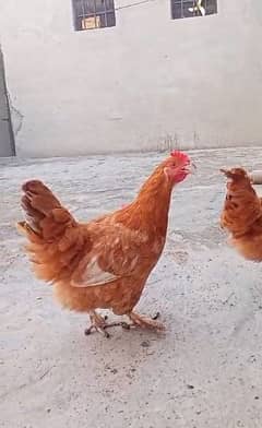 Desi hen