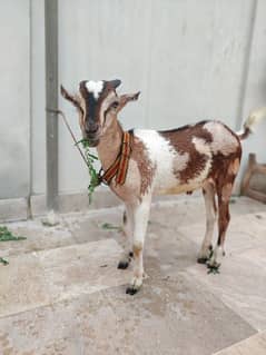 Nigerian dwarf male kid