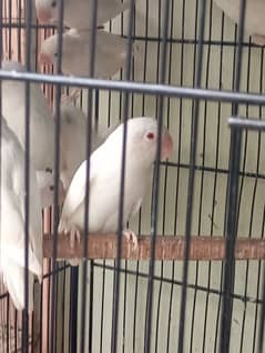 Albino Red Eyes pair