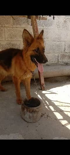 german shepherd female